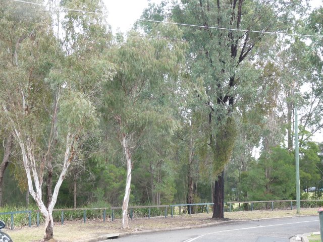 Bush in Eureka Cres, Green Valley